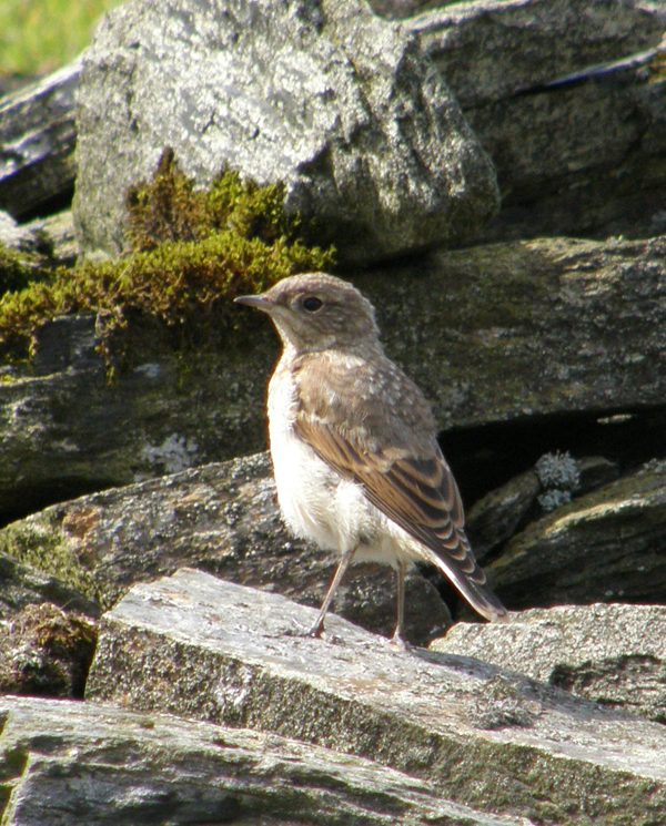 Bird Mountain